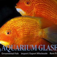 Severum - Gold Red Spot M/L (min. 3 pcs)