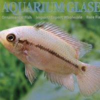Emerald Cichlid S/M - Wild (min. 5 pcs)