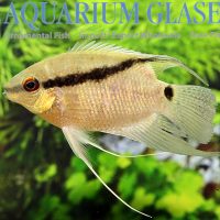 Peruvian Flag Cichlid M/L - Wild (min. 5 pcs)