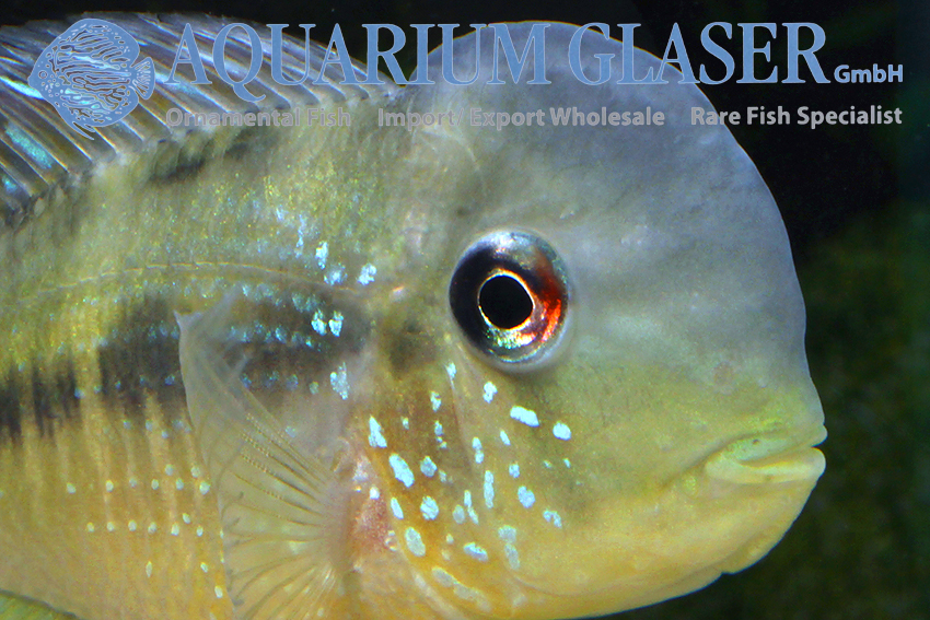 Paraguay Eartheater M (min. 5 pcs) - Image 8
