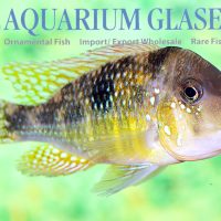 Rainbow Humphead Eartheater M/L (min. 6 pcs)