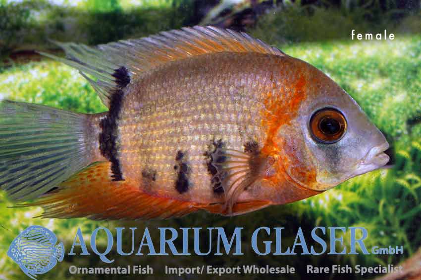 Red Shoulder Severum S/M (min. 10 pcs) - Image 2