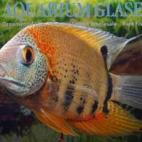 Red Shoulder Severum S/M (min. 10 pcs)