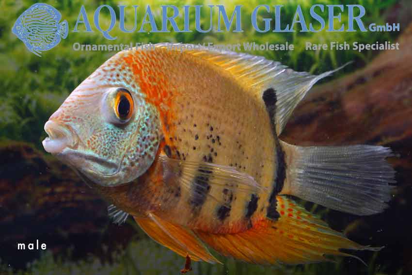 Red Shoulder Severum S/M (min. 10 pcs)