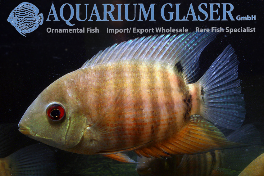 Red Mouthbrooder Severum L/XL (min. 1 pc) - Image 3