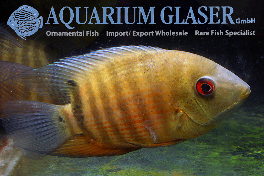 Red Mouthbrooder Severum L/XL (min. 1 pc) - Image 2