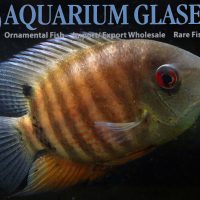 Red Mouthbrooder Severum L/XL (min. 1 pc)