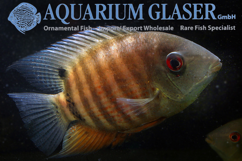 Red Mouthbrooder Severum L/XL (min. 1 pc)