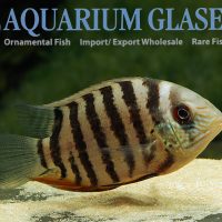 Severum - Banded S (min. 18 pcs)