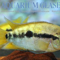 Rainbow Cichlid M (min. 10 pcs)