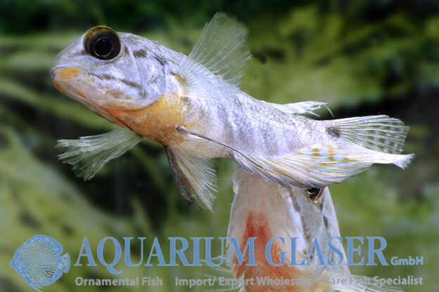 True Parrot Cichlid S - Wild (min. 3 pcs) - Image 7