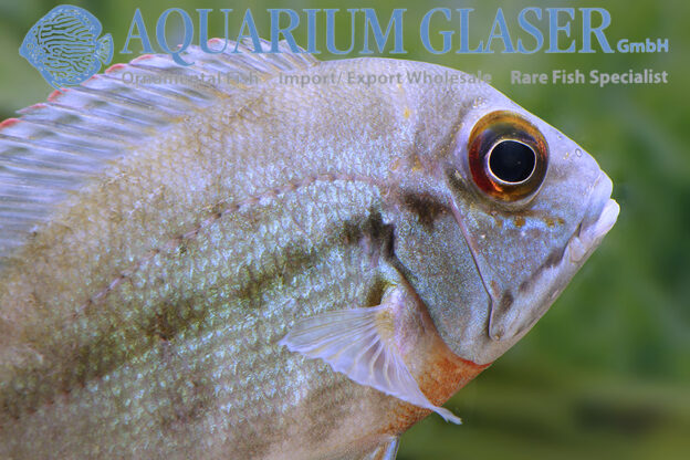 True Parrot Cichlid S - Wild (min. 3 pcs) - Image 6