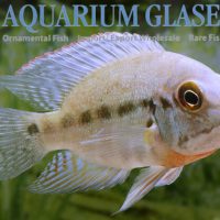 True Parrot Cichlid S - Wild (min. 3 pcs)