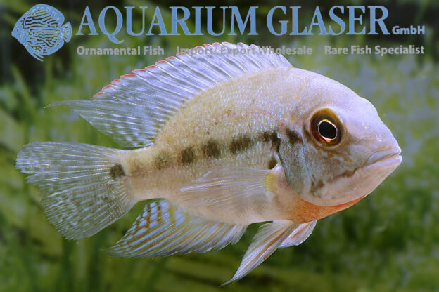 True Parrot Cichlid S - Wild (min. 3 pcs)