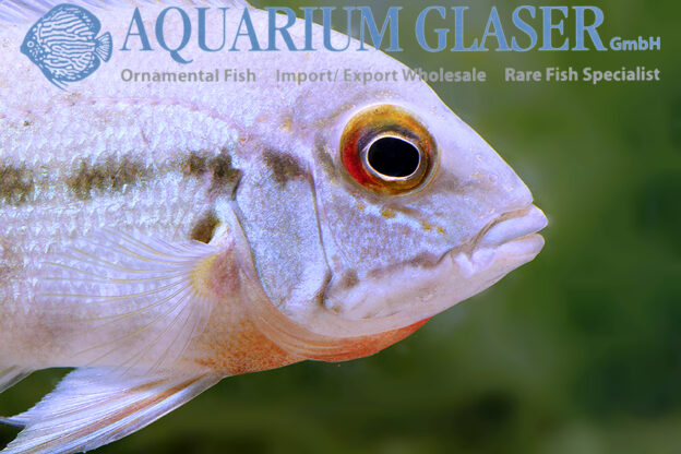 True Parrot Cichlid S - Wild (min. 3 pcs) - Image 5