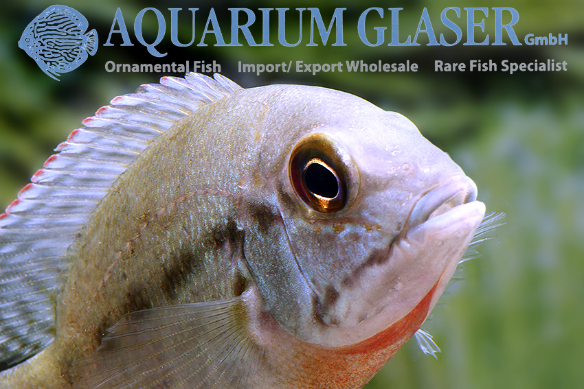 True Parrot Cichlid S - Wild (min. 3 pcs) - Image 4