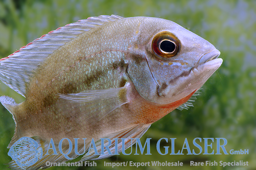 True Parrot Cichlid S - Wild (min. 3 pcs) - Image 3