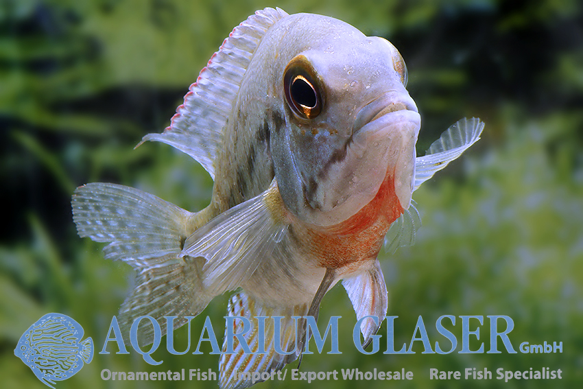 True Parrot Cichlid S - Wild (min. 3 pcs) - Image 2