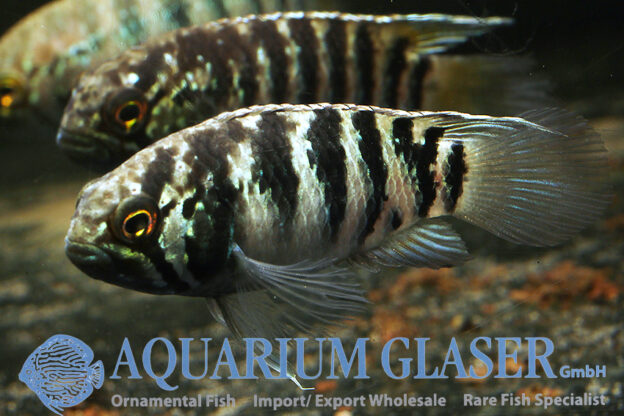 Zebra Acara S (min. 7 pcs) - Image 6