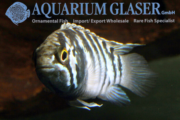 Zebra Acara S (min. 7 pcs) - Image 4