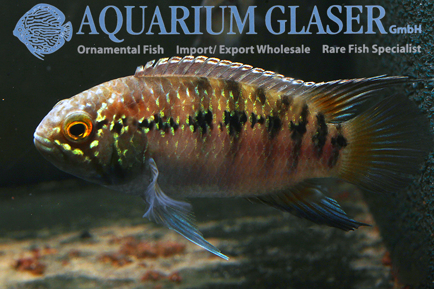 Zebra Acara S (min. 7 pcs) - Image 3