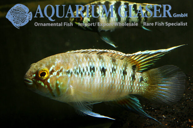 Zebra Acara S (min. 7 pcs) - Image 5