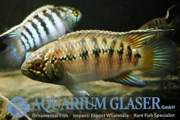Zebra Acara S (min. 7 pcs) - Image 7