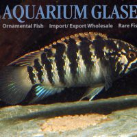 Zebra Acara S (min. 7 pcs)