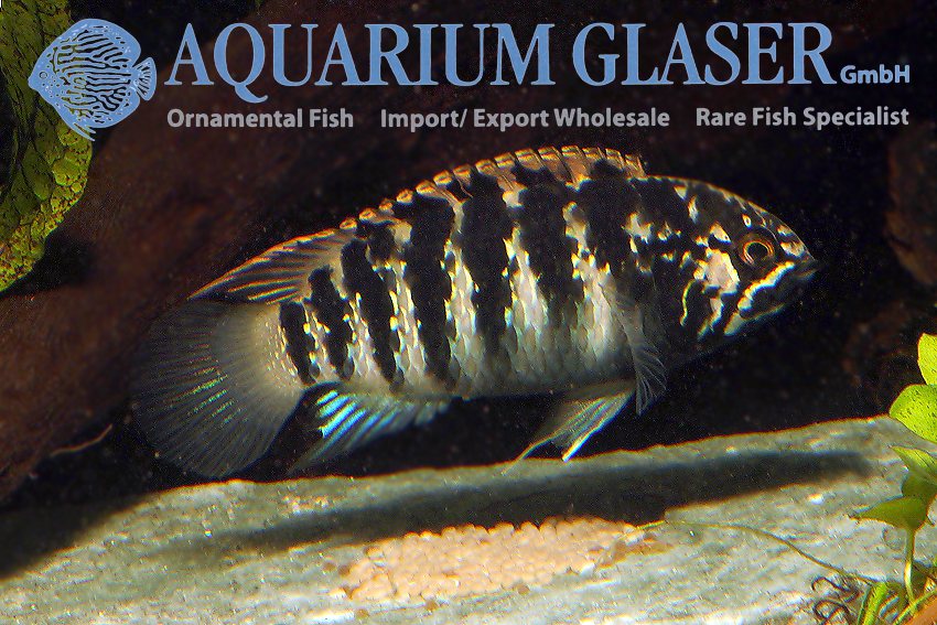 Zebra Acara S (min. 7 pcs)