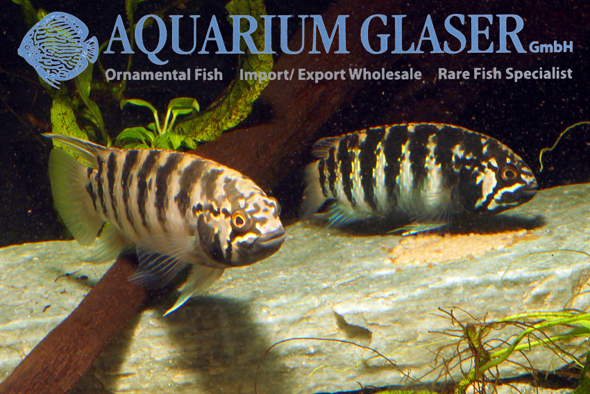 Zebra Acara S (min. 7 pcs) - Image 2