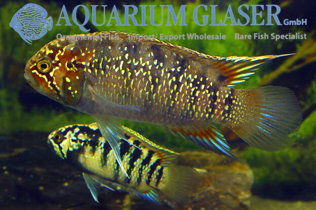 Zebra Acara S (min. 7 pcs) - Image 8