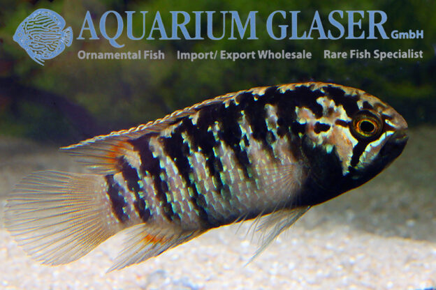 Zebra Acara S (min. 7 pcs) - Image 10