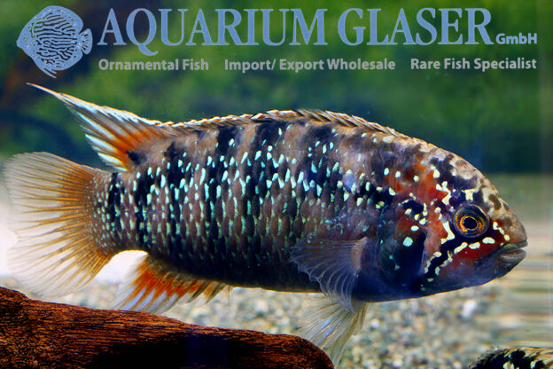 Zebra Acara S (min. 7 pcs) - Image 9