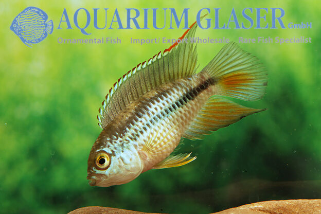 Golden Nanna M/L (min. 25 pcs) - Image 11