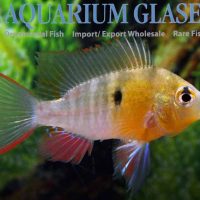 Bolivian Ram M (min. 12 pcs)