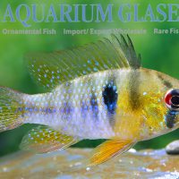 Blue Ram M - Wild (min. 25 pcs)