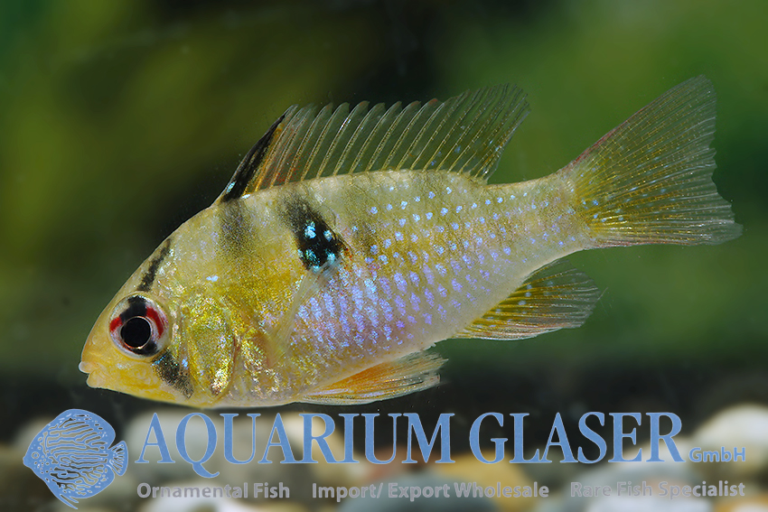 Blue Ram M - Wild (min. 25 pcs) - Image 2