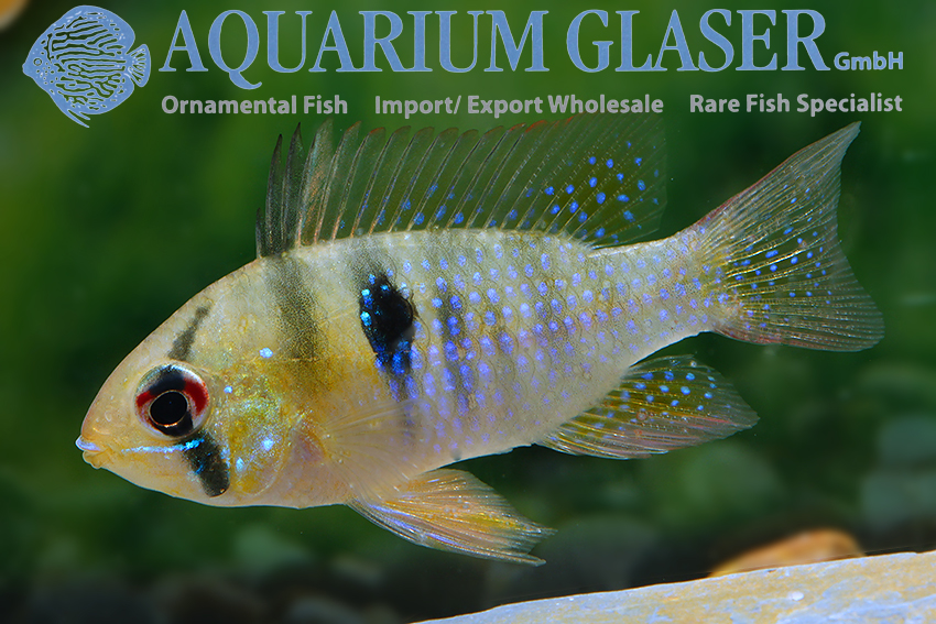 Blue Ram M - Wild (min. 25 pcs) - Image 3