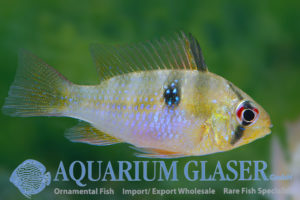 Blue Ram M - Wild (min. 25 pcs) - Image 4