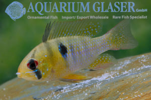 Blue Ram M - Wild (min. 25 pcs) - Image 6