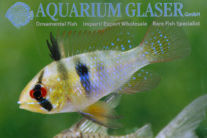 Blue Ram M - Wild (min. 25 pcs) - Image 7