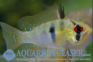 Blue Ram M - Wild (min. 25 pcs) - Image 8