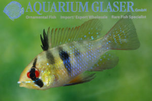 Blue Ram M - Wild (min. 25 pcs) - Image 9