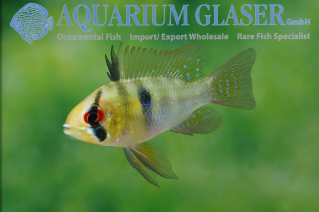 Blue Ram M - Wild (min. 25 pcs) - Image 10