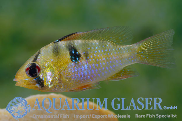 Blue Ram M - Wild (min. 25 pcs) - Image 11