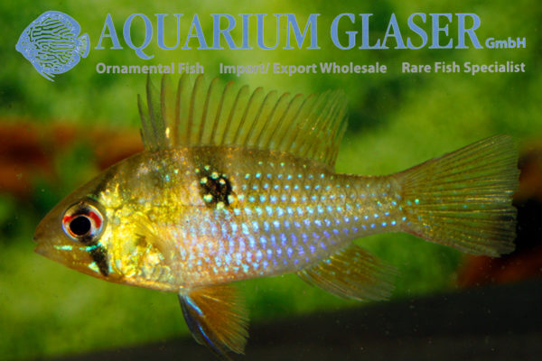 Blue Ram M (min. 18 pcs) - Image 5