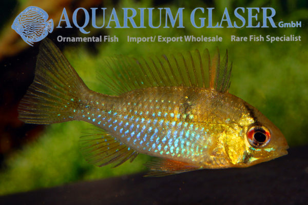 Blue Ram M (min. 18 pcs) - Image 4