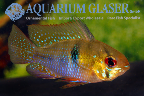 Blue Ram M (min. 18 pcs)