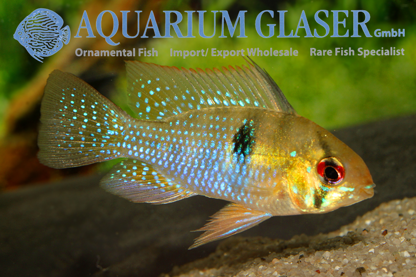Blue Ram M (min. 18 pcs) - Image 6