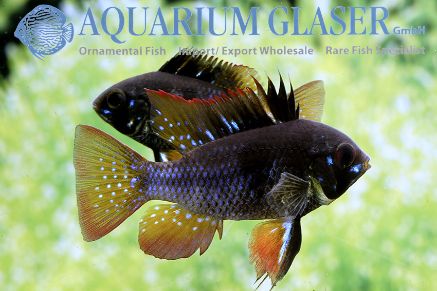 Blue Ram - Black S/M (min. 18 pcs) - Image 4